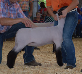 Sedalia - MidWest Stud Ram Sale